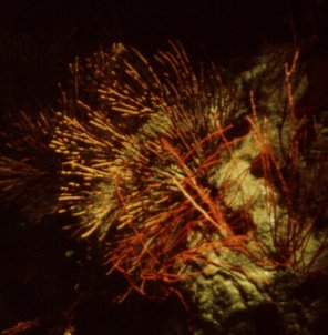 Pavilhao dos Oceanos