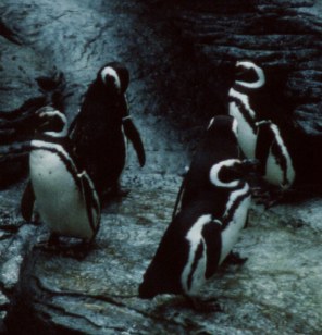 Pavilhao dos Oceanos