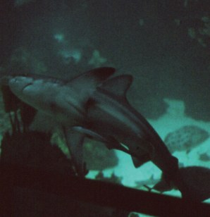 Pavilhao dos Oceanos