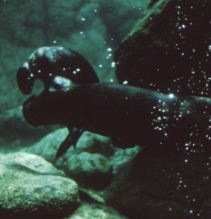 Pavilhao dos Oceanos